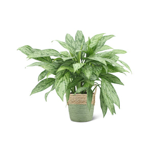 Aglaonema Silver Queen