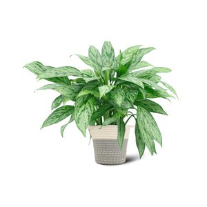Aglaonema Silver Queen