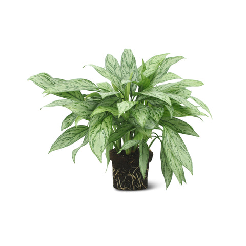 Image of Aglaonema Silver Queen