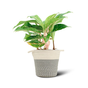 Aglaonema Sparkling Sahara