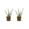 Aloe Vera (2 stuks!)