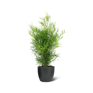Asparagus Falcatus