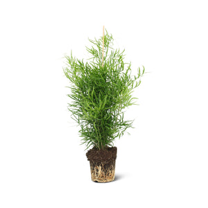 Asparagus Falcatus