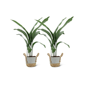 Aspidistra Elatior (2 stuks!)
