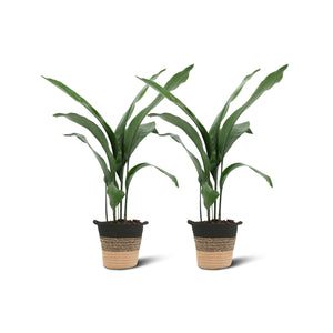 Aspidistra Elatior (2 stuks!)