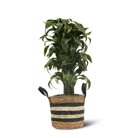Image of Dracaena El Dorado