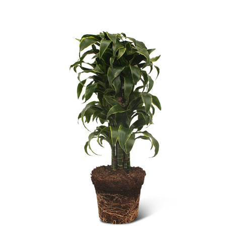 Image of Dracaena El Dorado
