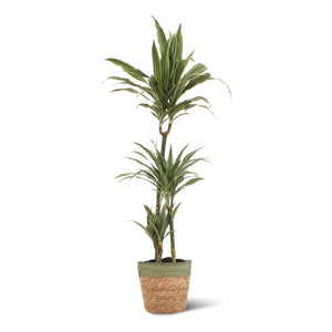 Dracaena Warneckei