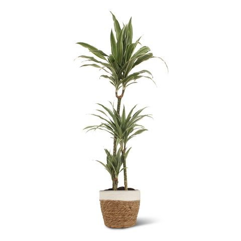 Image of Dracaena Warneckei