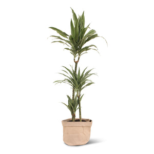 Dracaena Warneckei