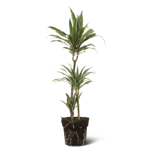 Image of Dracaena Warneckei