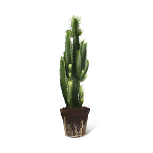 Euphorbia Acrurensis