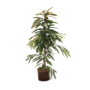 Ficus Amstel King