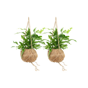 Kokodama Phlebodium Hang (2 stuks!)