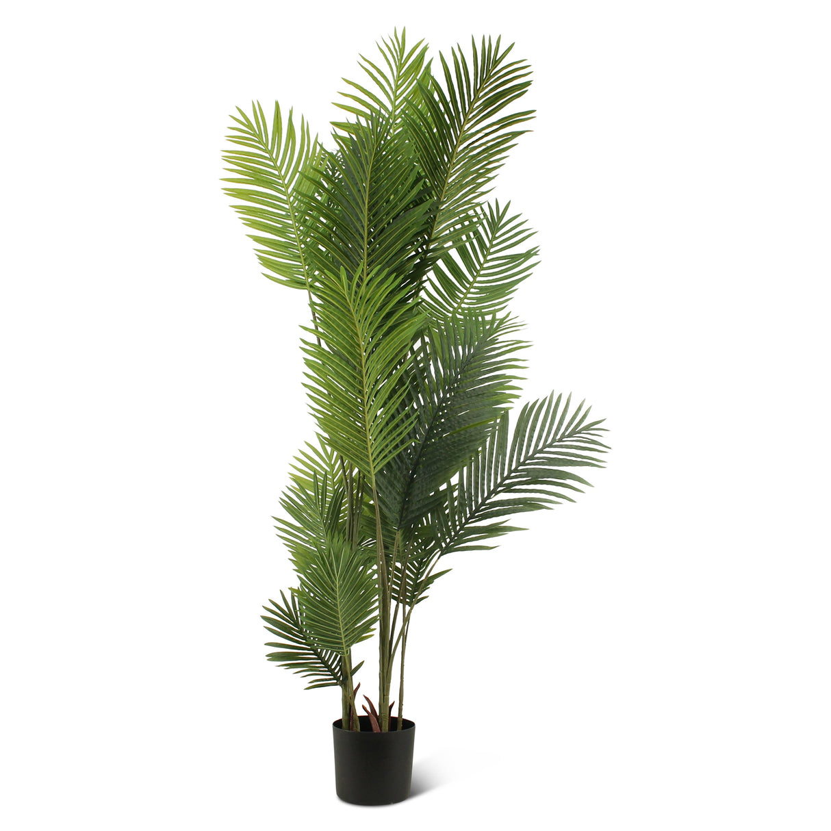 Palm Tree N.E.P.