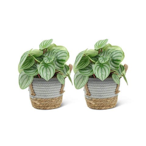 Image of Peperomia Argyreia (2 stuks!)