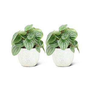 Peperomia Argyreia (2 stuks!)