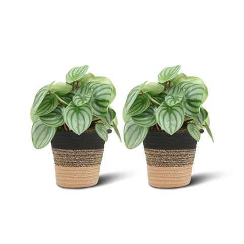 Image of Peperomia Argyreia (2 stuks!)