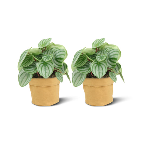 Image of Peperomia Argyreia (2 stuks!)