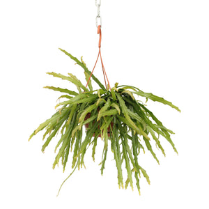 Pfeiffera Asuntapatense Hang