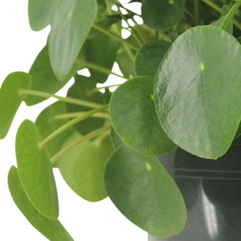 Image of Pilea Peperomioides Hang