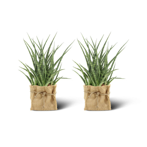 Image of Sansevieria Fernwood Punk (2 stuks!)