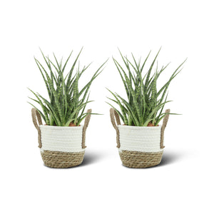 Sansevieria Fernwood Punk (2 stuks!)