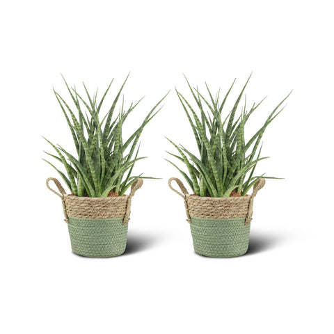 Image of Sansevieria Fernwood Punk (2 stuks!)