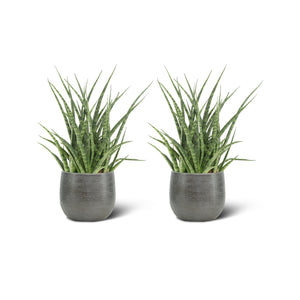 Sansevieria Fernwood Punk (2 stuks!)