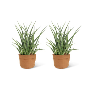 Sansevieria Fernwood Punk (2 stuks!)