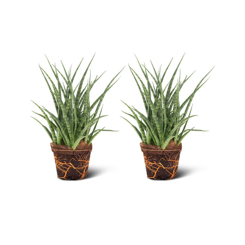 Image of Sansevieria Fernwood Punk (2 stuks!)