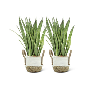Sansevieria Kirkii (2 stuks!)