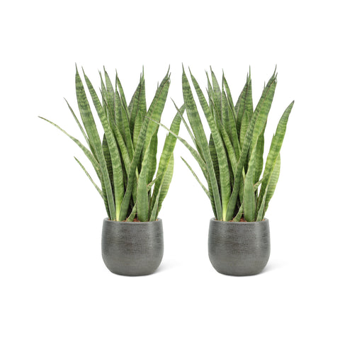 Image of Sansevieria Kirkii (2 stuks!)