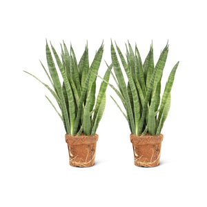 Sansevieria Kirkii (2 stuks!)