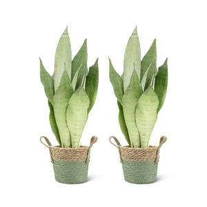 Sansevieria Moonshine (2 stuks!)