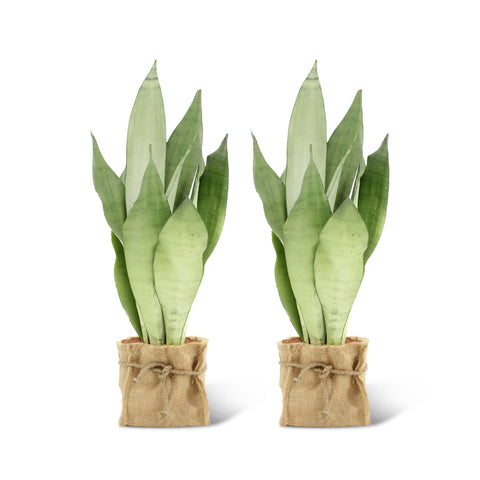 Image of Sansevieria Moonshine (2 stuks!)
