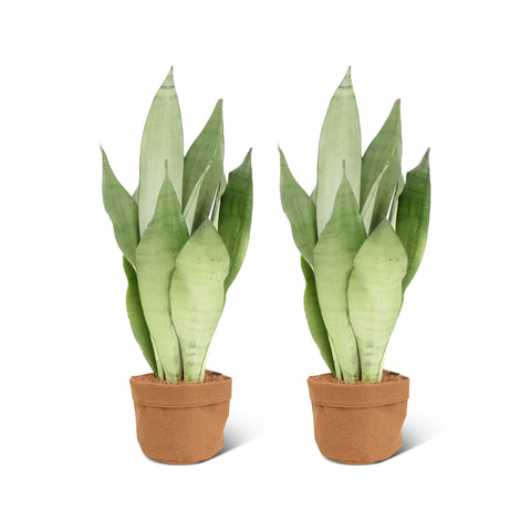 Image of Sansevieria Moonshine (2 stuks!)