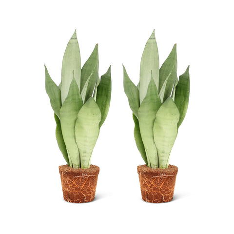 Image of Sansevieria Moonshine (2 stuks!)