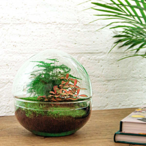 Image of DIY terrarium - Dome Red - ↑ 20 cm