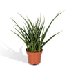 Sansevieria Fernwood Punk - Vrouwentong - 30cm - Ø12