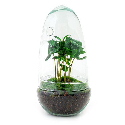 DIY terrarium - Egg Coffea Arabica - ↑ 25 cm