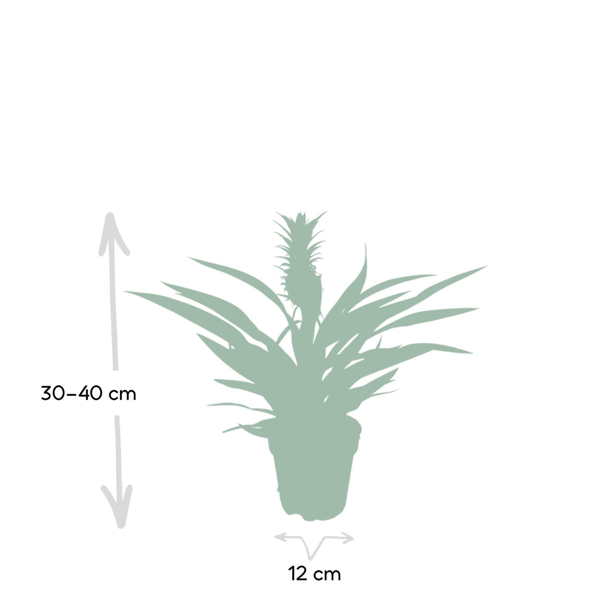 Bromelia - Ananasplant - 30cm - Ø12