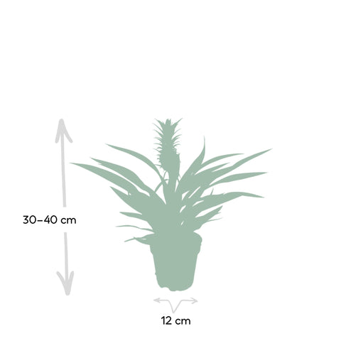 Image of Bromelia - Ananasplant - 30cm - Ø12