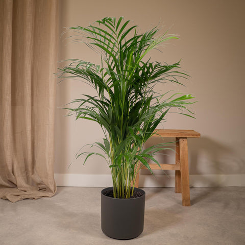 Image of Dypsis Lutescens - Areca Palm - 110cm - Ø21