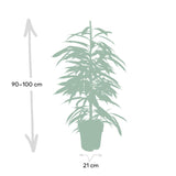 Ficus Amstel King - 100cm - ø21