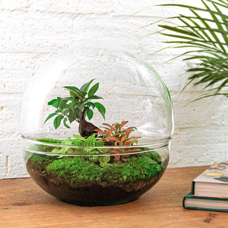 DIY terrarium - Dome XL - Ficus Ginseng Bonsai - ↑ 30 cm