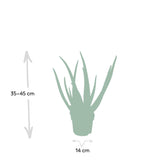 Aloe vera - Succulent - 50cm - Ø14