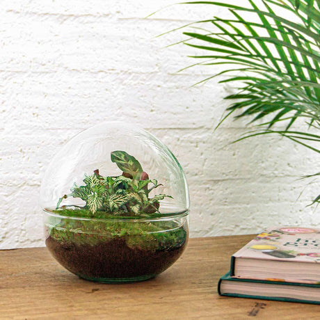 DIY terrarium - Dome - ↑ 20 cm