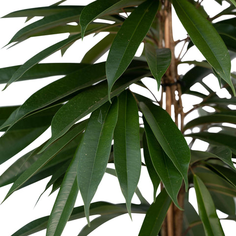 Image of Ficus Amstel King - 100cm - ø21