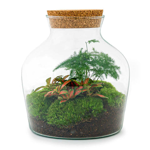 Image of DIY terrarium - Little Joe - ↑ 21,5 cm